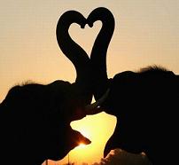 Elephant trunks shaped as heart