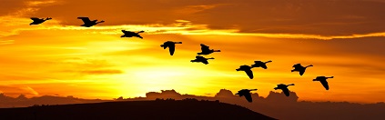birds ascending in sky at sunrise