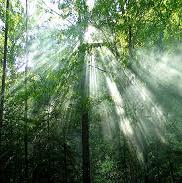 Sunlight through the forest trees